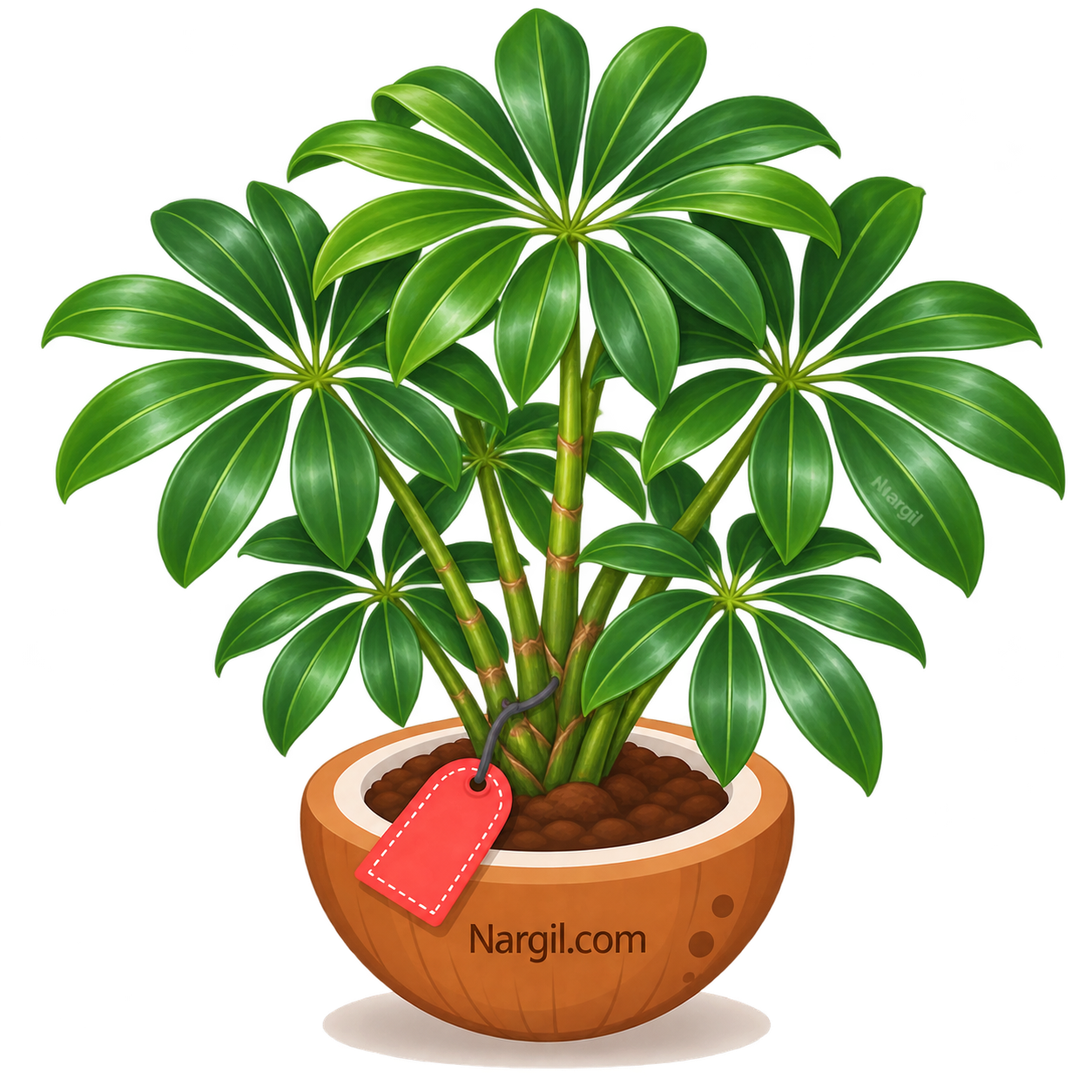 Nargil_Schefflera Actinophylla